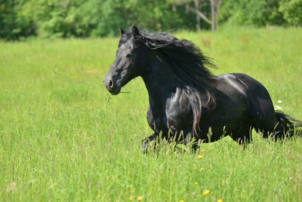 Gite Equestre Domaine Des Crins - Biron Capdrot Екстер'єр фото