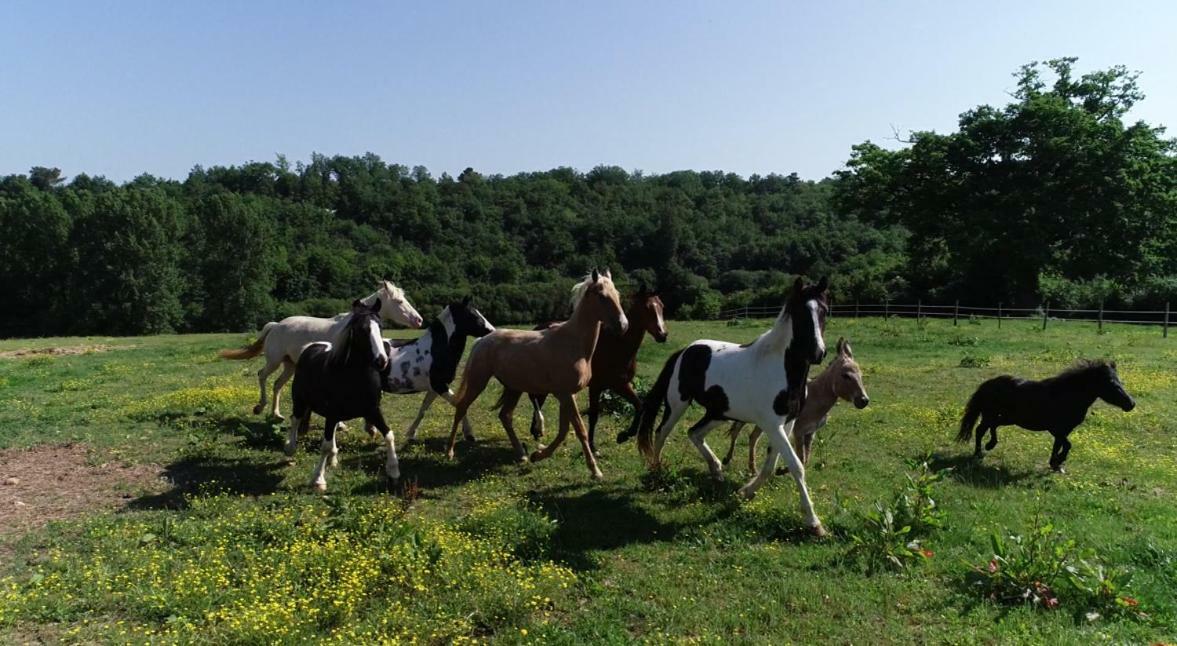 Gite Equestre Domaine Des Crins - Biron Capdrot Екстер'єр фото