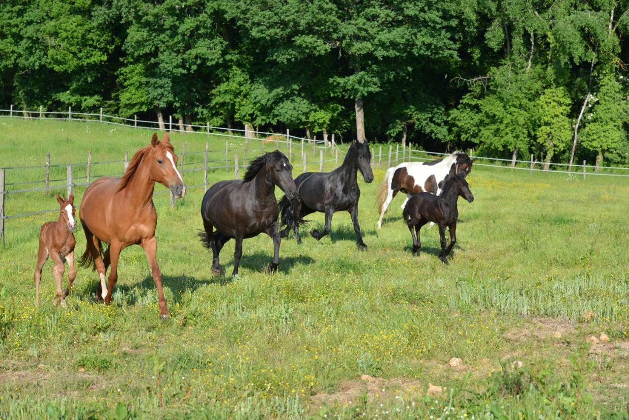 Gite Equestre Domaine Des Crins - Biron Capdrot Екстер'єр фото